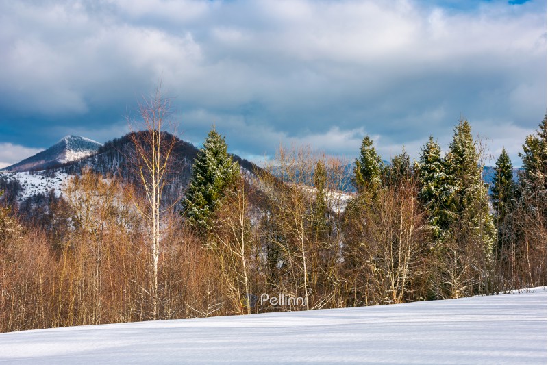 lovely winter landscape in mountains. snowy slope with row of birch and spruce trees on a cloudy day