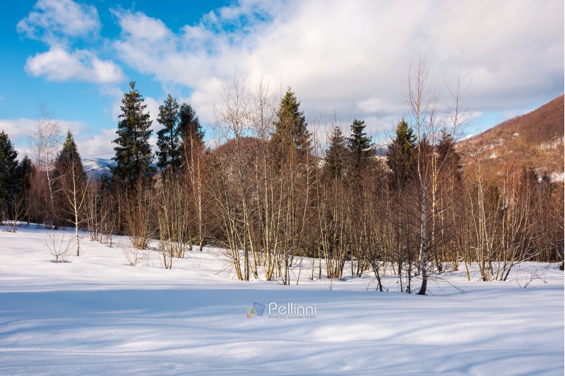 lovely winter scenery in mountains. leafless birch forest on a snowy slope