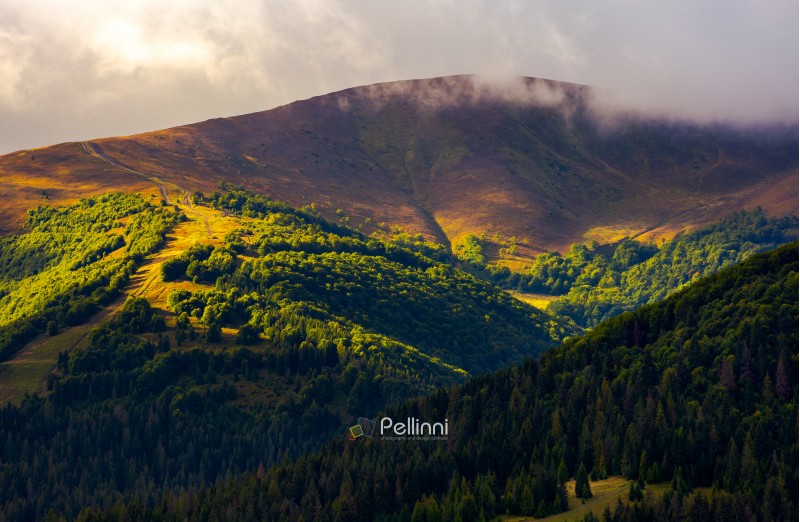 low clouds above the forested hill in sunlight. beautiful scenery of Carpathian Borzhava mountain ridge. lovely autumnal background
