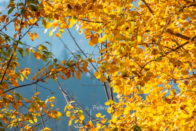 lush fall foliage background on a sunny day. wonderful view of a colorful leaves on the branch. deciduous forest in autumn season. trees in fall colors. yellow and orange foliage