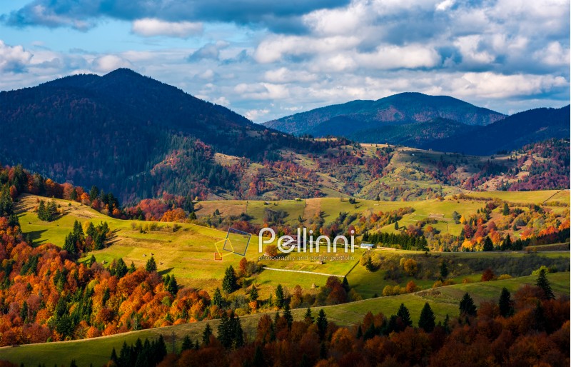 magnificent mountainous landscape in autumn. coniferous and deciduous trees with red vivid foliage on grassy hills in rural area. great sunny weather with gorgeous clouds on a blue sky