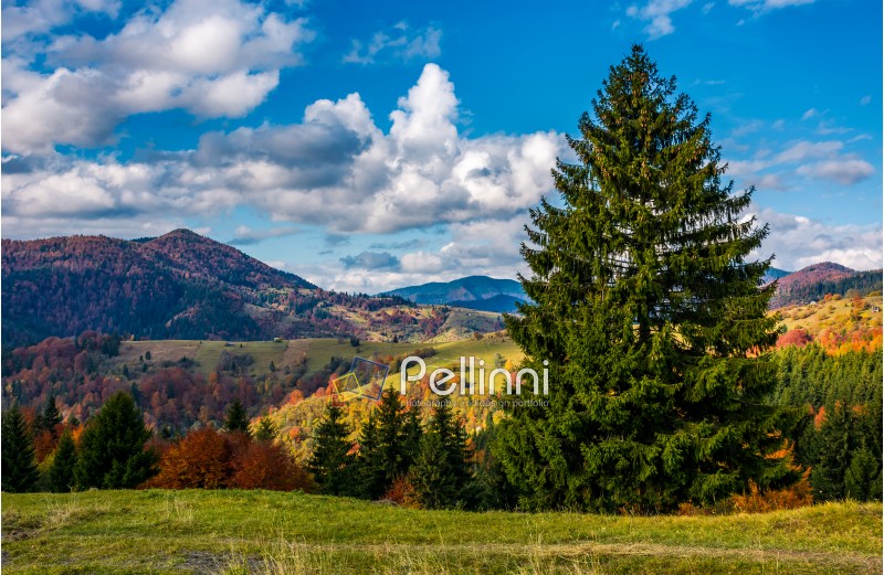 magnificent mountainous landscape in autumn. big spruce tree in front of mixed forest with red foliage. great sunny weather with gorgeous clouds on a blue sky