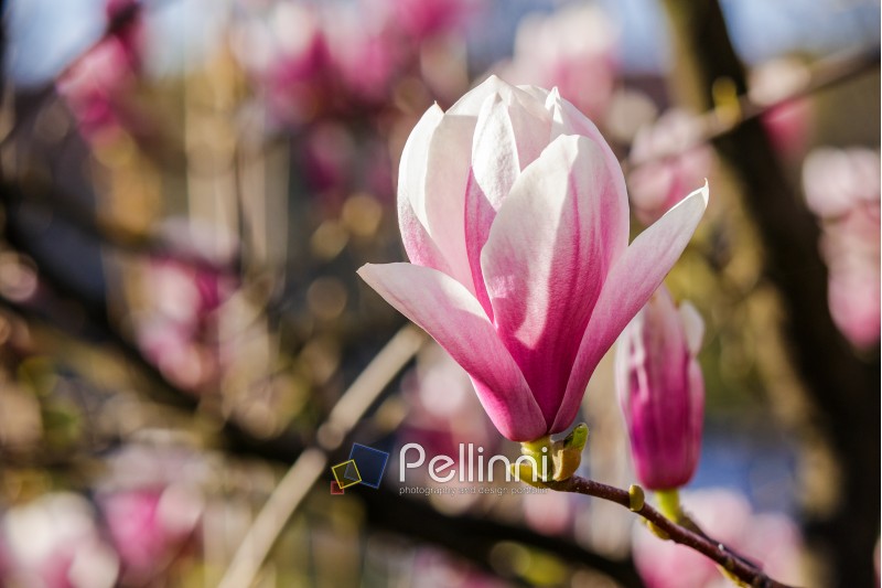 three magnolia flowers close up on a blurred background