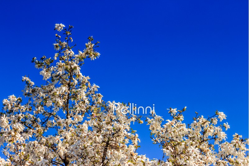 white magnolia flowers branch on a blue sky background