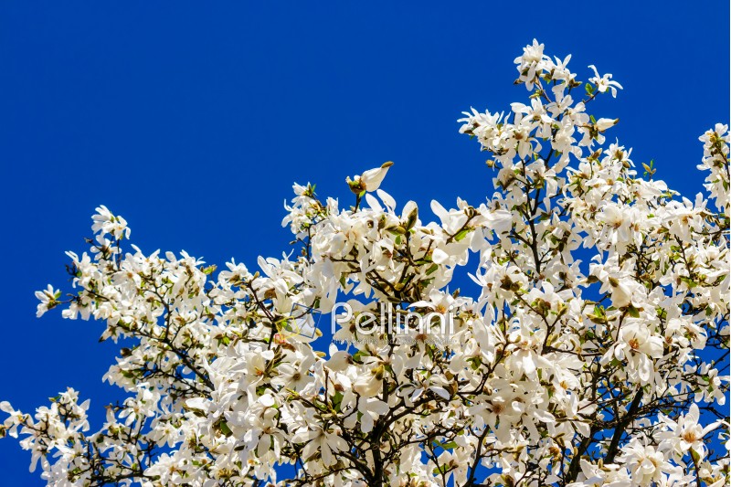 magnolia flowers close up on a blue sky background