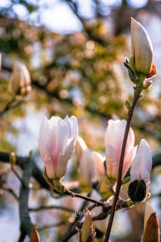 magnolia tree blooming in morning light. tender pink flower in spring urban park. nature background for cheerful ukraine easter in pastel tone freshness. selective focus