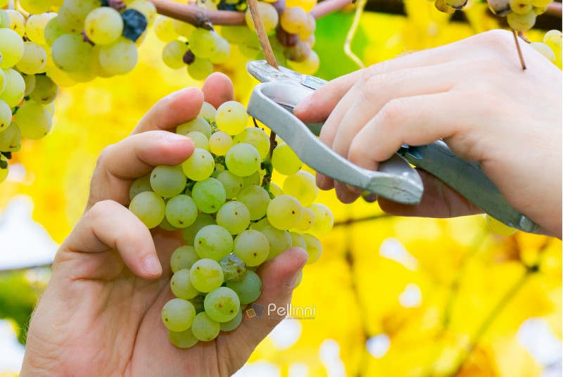 man hands cut the grapes. autumn harvesting scene. natural crop gathering concept