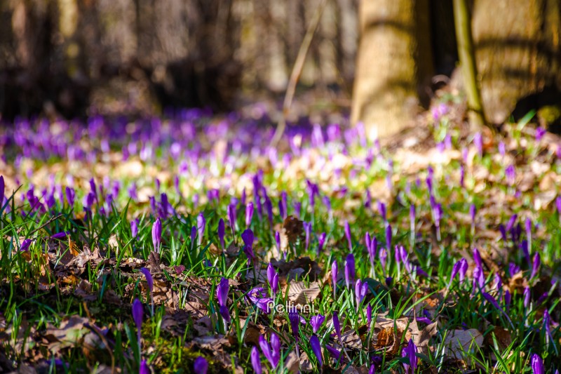 many purple crocus flowers blooming in the forest. nature background of berezynka park in transcarpathia, europe. beautiful landscape in early spring. scenery in morning. shallow depth of field