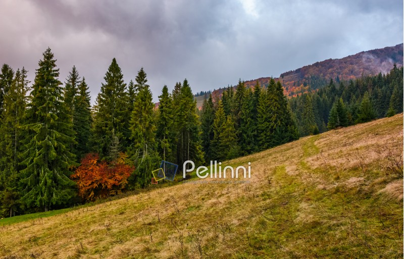 weathered grassy meadow among the spruce forest on cloudy autumn day. gorgeous weather in colorful environment