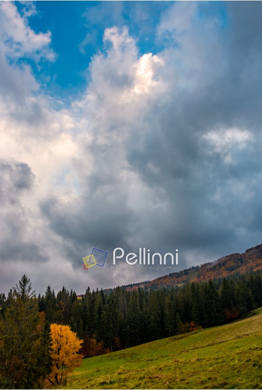 weathered grassy meadow among the spruce forest on cloudy autumn day. gorgeous weather in colorful environment