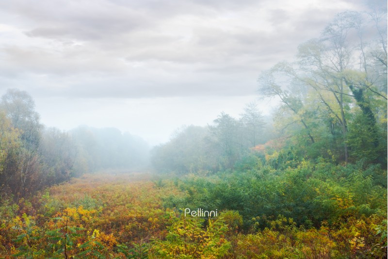 meadow in the foggy park. creepy nature scenery in autumn