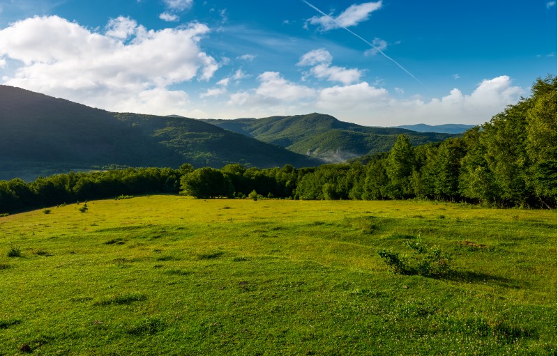 meadow on a forested hillside in the morning. beautiful landscape of Carpathian mountains