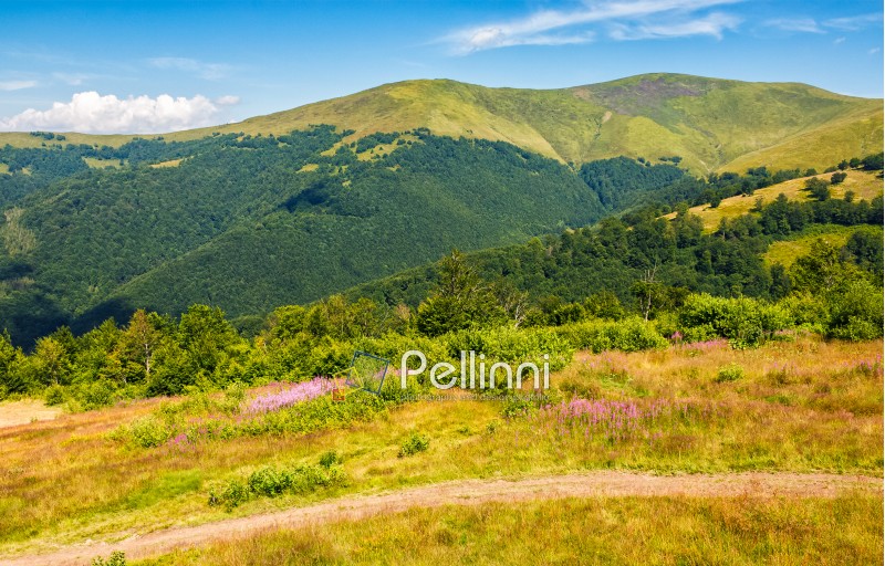 landscape with grassy meadow with purple flowers by the road on the slope of a hill. Carpathian mountain ridge Borzhava on a beautiful sunny summer day
