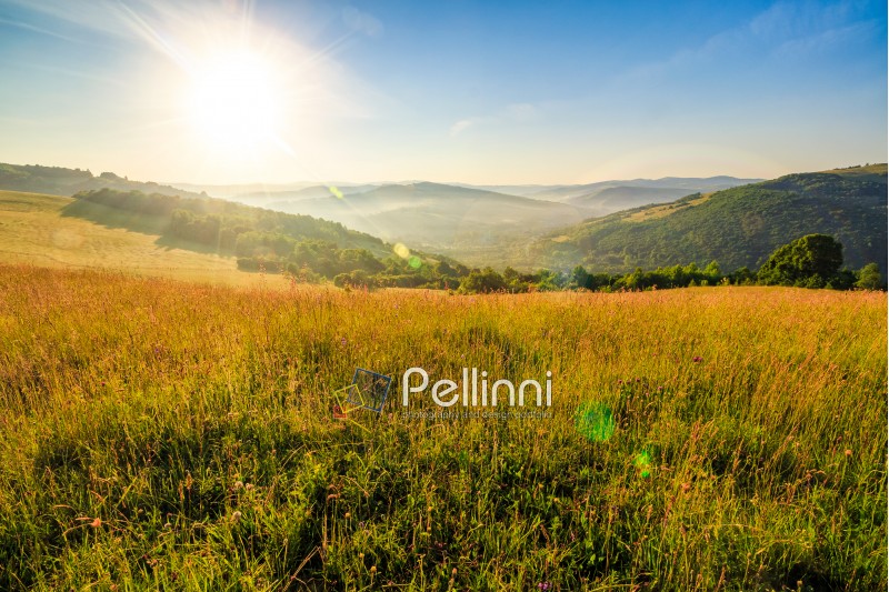 mountain summer landscape. meadow meadow with tall yellow grass and forests on hillside in morning light