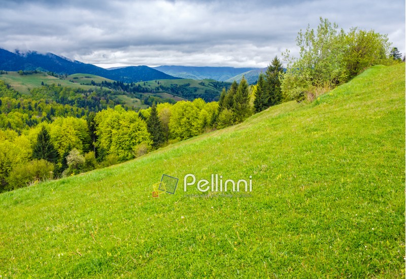summer mountain landscape. hillside with trees on green grassy meadow