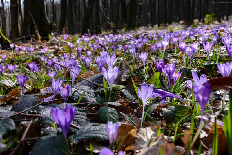 meadow with wild crocuses in forest. beautiful springtime scenery on a sunny day. power of nature concept