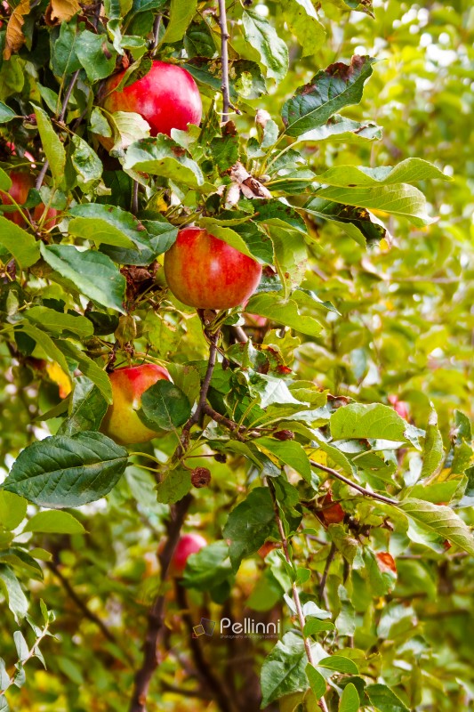 melrose apple hanging on the branch with leaves. sweet ripe organic fruit on the tree. rural autumn harvest on green background of blurred foliage in the orchard