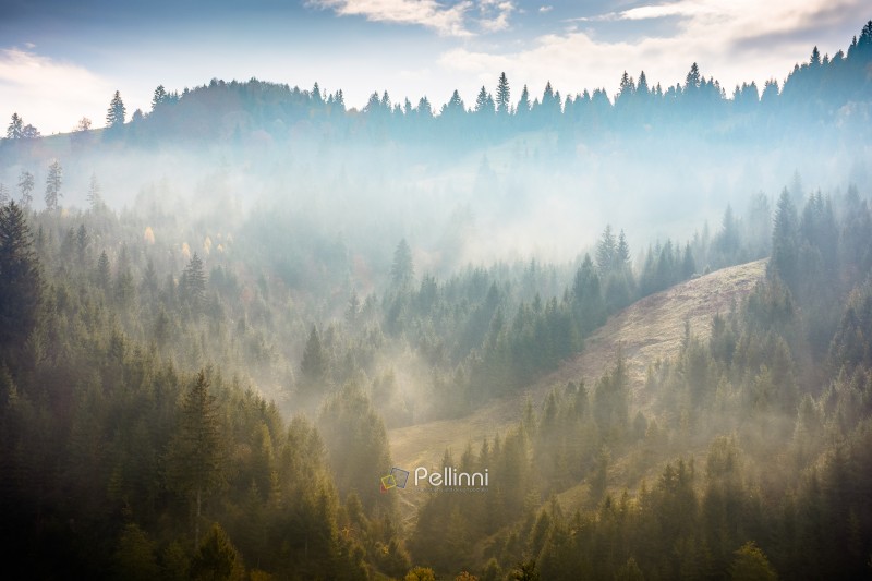 mist among the forest. spruce trees on the hill in glowing fog. gloomy atmosphere. fantastic nature scenery in mountains at sunrise. cloudy sky. view from below. compressed telephoto picture