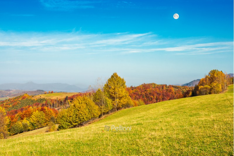 autumn landscape with grassy meadow and row of trees in autumn foliage. mountain ridge in the distance. full moon on a blue daytime sky