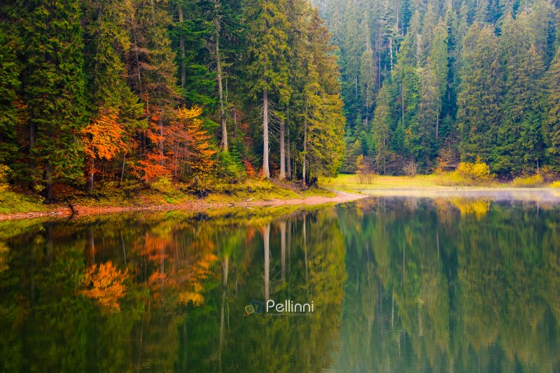 mountain lake among forest in autumn. nature scenery in the morning. mysterious nature background with tree in orange foliage among coniferous woods of synevyr national park. hazy weather