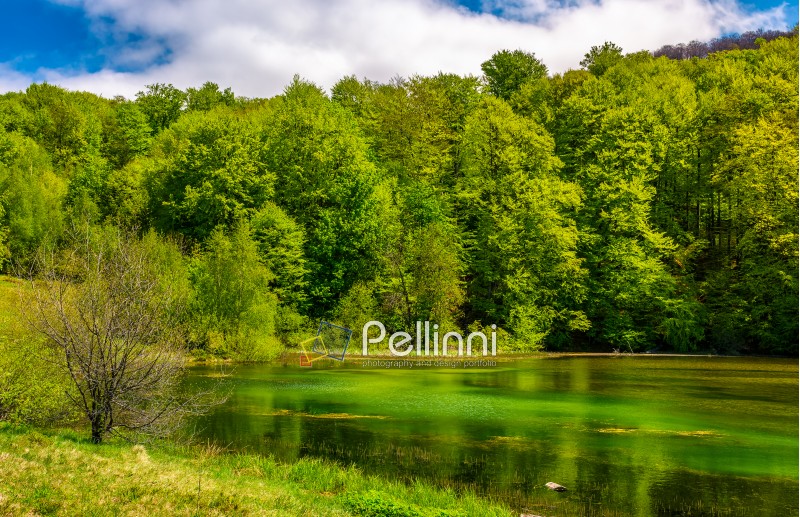 mountain lake among the green forest in picturesque springtime landscape. reflection in crystal clear water. beautiful weather with blue sky and some clouds