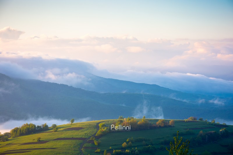 mountain landscape in fog. countryside spring scenery with cloudscape rolling above peaks. fantastic view in to the valley full of cold mist. perechyn highland of transcarpathia in forenoon light