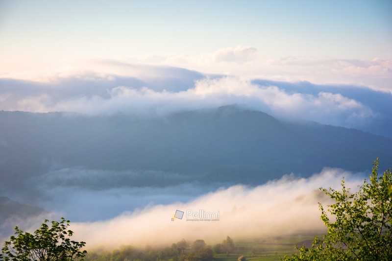 mountain landscape in fog. countryside spring scenery with cloudscape rolling above peaks. fantastic view in to the valley full of cold mist. perechyn highland of transcarpathia in forenoon light