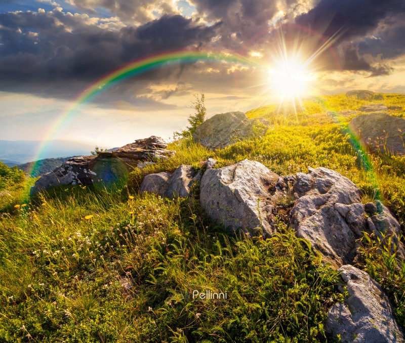 mountain landscape in summer at sunset. alpine scenery with steep grassy slope under blue sky in evening light. beautiful view of coniferous tree near rock among lush green grass. remote place
