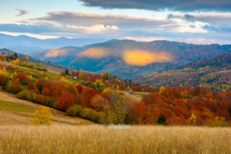 mountain landscape of ukraine countryside on autumn morning. beautiful view of carpathian range with dappled light on forested slopes in colorful foliage. picturesque place with rolling hills