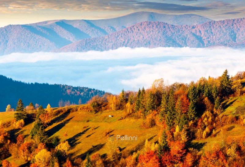 mountain landscape of ukraine in autumn. scenic destination for a weekend. fog in the distant valley. forest on hills in morning light. weather forecast background with bright sky. countryside scenery