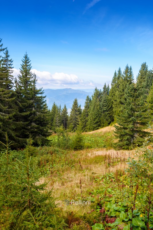 mountain landscape of ukraine with evergreen forest in autumn. beautiful place in carpathians with coniferous trees on hillside under cloudy sky. beauty in nature vertical wallpaper on a sunny day