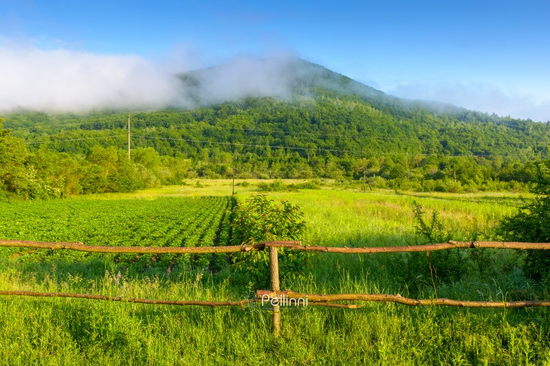 mountain landscape of ukraine with rural field in summer. beautiful countryside scenery with forest on the hill in morning fog. scenic view of a carpathian agriculture scene on a sunny weather day