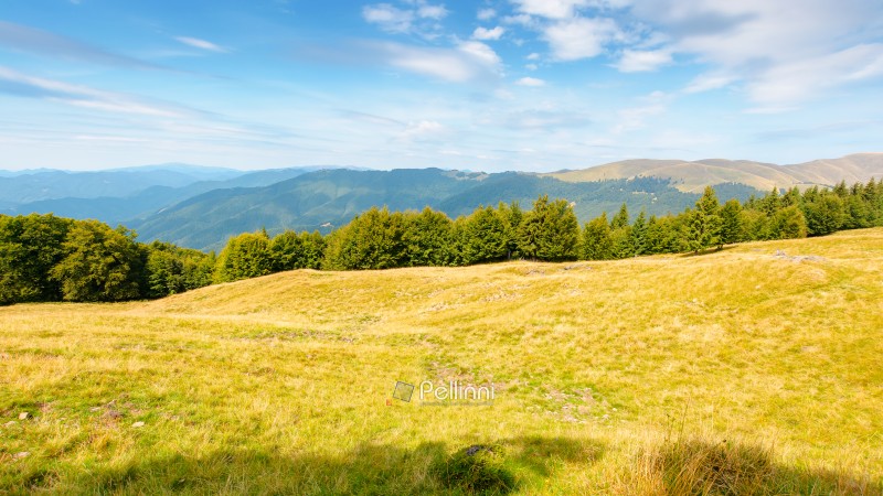mountain landscape of ukraine. alpine grassy meadow and deciduous forest on the hill. late summer nature background for carpathian adventures