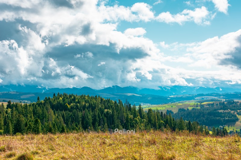 mountain landscape on september forenoon. green nature of carpat mountain landscape on september forenoon. green nature of carpathian mountains with coniferous forest. view of a scenery with rolling hills under cloudy sky. pasture near woods