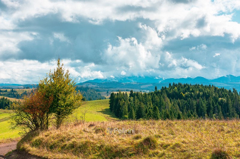 mountain landscape on september forenoon. green nature of carpathian mountains with coniferous forest. view of a scenery with rolling hills under cloudy sky. pasture near woods