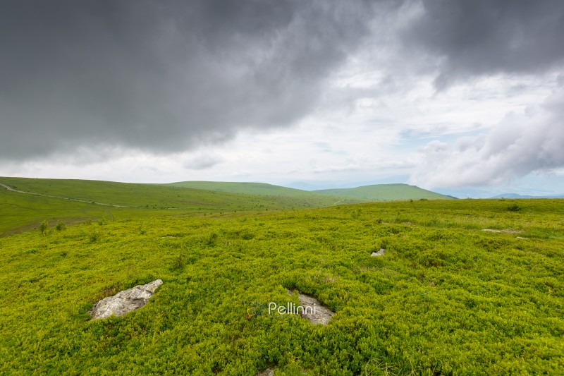 mountain landscape summer with alpine meadow. meteorology background with overcast sky. scenery with green grass of caprathian range