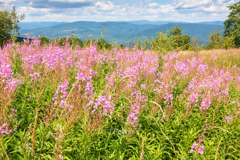 mountain landscape with fireweed flower. purple plant. outdoor nature in summer. forest in the background behind field of grass. green travel scenery with meadow and scenic view