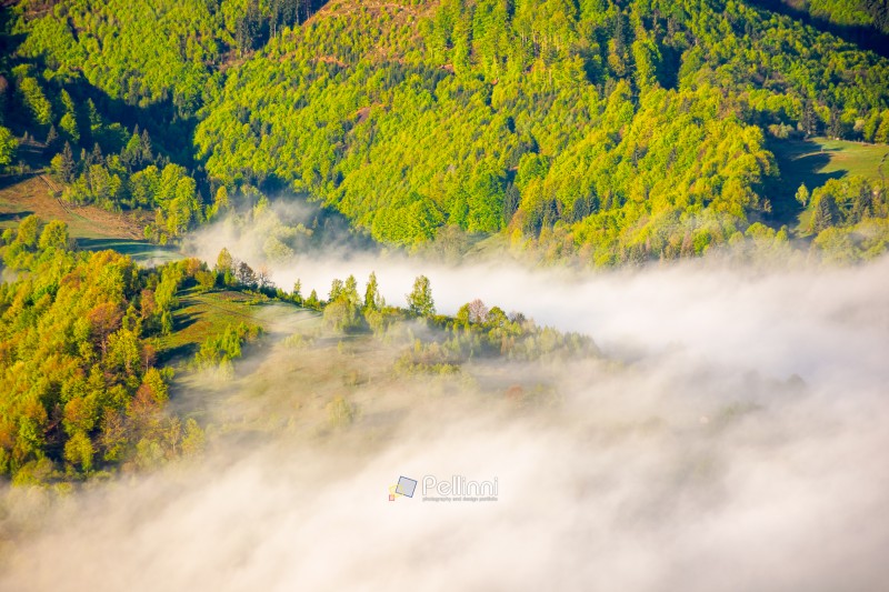 mountain landscape with fog rolling over forest in spring. misty carpathian scene with trees on hillside in morning light. beautiful nature scene of ukraine countryside. serene view of alpine scenery