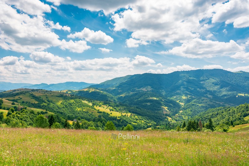 mountain landscape with grassy field. trees on the rolling hills mountain landscape with grassy field. trees on the rolling hills and rural valley beneath a blue sky with clouds in the background. view of carpathian mountains green environment in summer