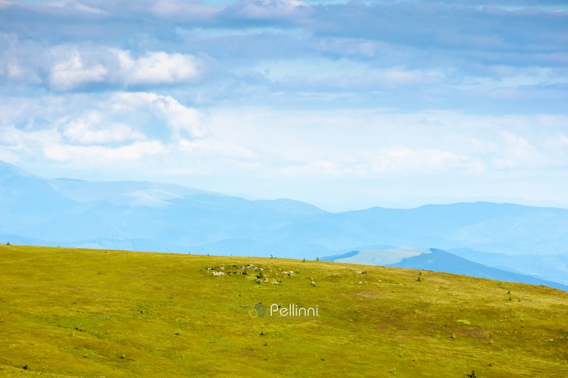 mountain landscape with green grass in summer. alpine meadow under blue sky with clouds. scenic travel background of transcarpathia region. sunny day