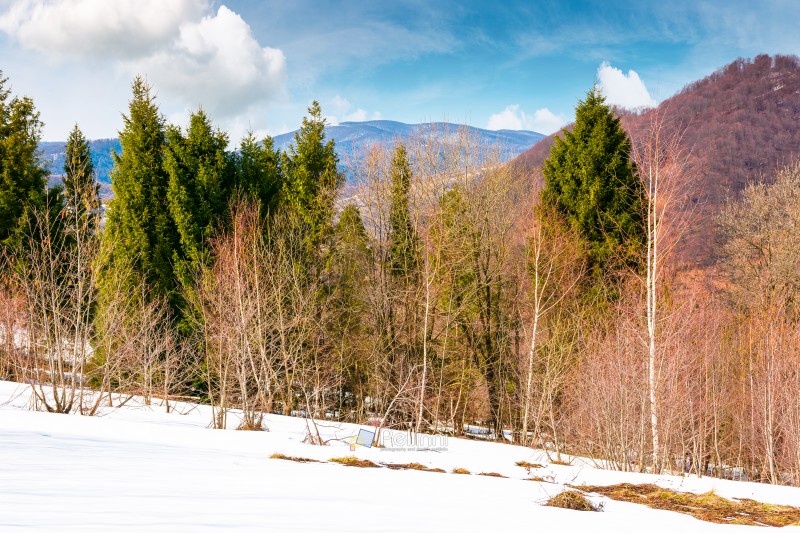 mountain landscape with mixed forest on snow covered slope. blue sky with clouds. uzhanian national park in early spring. countryside scenery of ukraine on a sunny day. naked trees