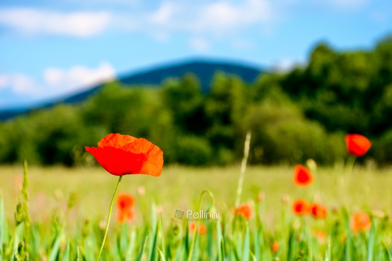 mountain landscape with red poppy flowers blooming on the green rural field. beautiful agricultural countryside of ukraine with forested hills on summer evening. blurred background narrow view