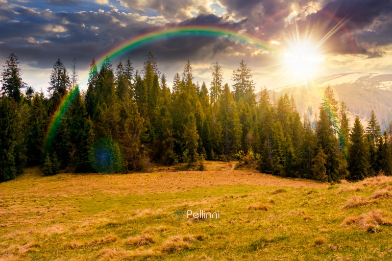 mountain landscape with spruce forest in spring at sunset. green mountain landscape with spruce forest in spring at sunset. green meadow on the hill in evening light. distant range with peaks in snow under sky with clouds and rainbow. beautiful countryside scenery