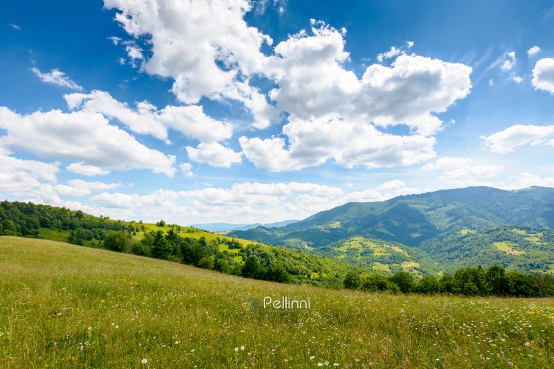 mountain landscape with wide meadow in summer. sky with fluffy clouds on a sunny afternoon. green grass on the pasture rolling through hills in countryside scenery to distant alpine valley of ukraine