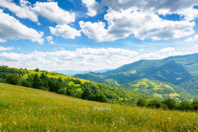 mountain landscape with wide meadow in summer. sky with fluffy clouds on a sunny afternoon. green grass on the pasture rolling through hills in countryside scenery to distant alpine valley of ukraine