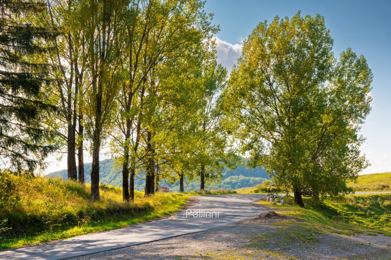 mountain pass on a sunny evening. road winding down the hill. trees in yellow september foliage. rural area of volovets district