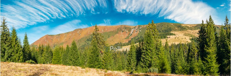 panorama of a mountain ridge under the gorgeous sky with clouds. spruce forest on the nearest hill. beautiful autumn landscape