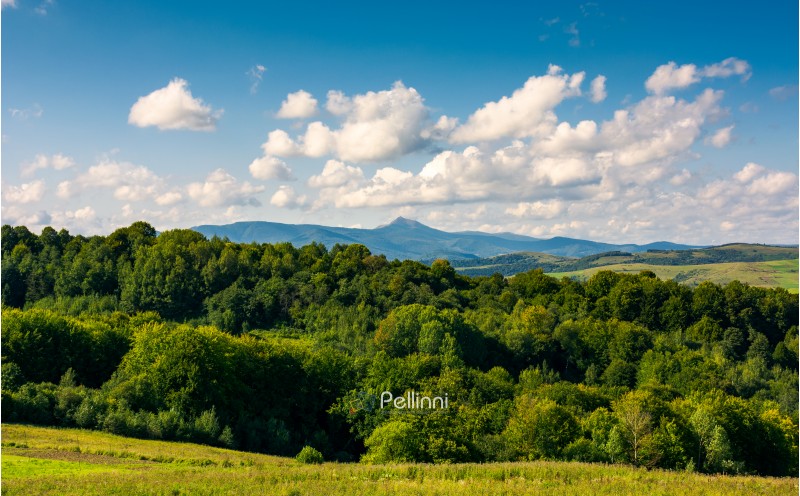 beautiful summer landscape. mountain ridge with high peak behind the forest. lovely sky with clouds
