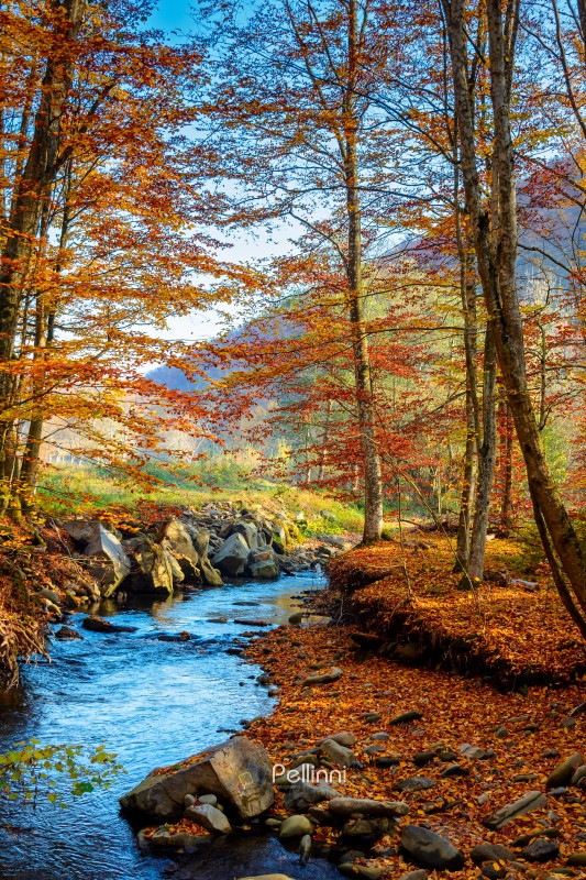 mountain river in autumn forest. carpathian nature scenery in fall season. rocks in the water that flows through primeval beech woods on a sunny day