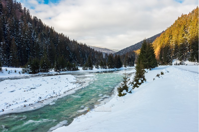 mountain river in winter. snow covered river banks. forest in snow on the distant mountain. cloudy morning